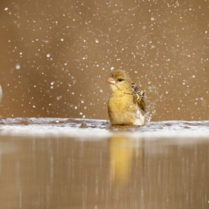 Bird bath