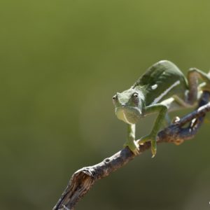 Chameleon