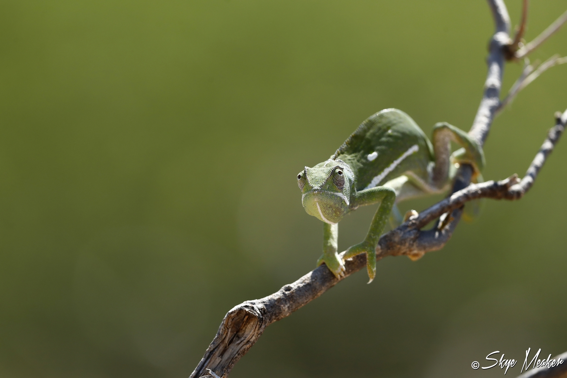 Chameleon