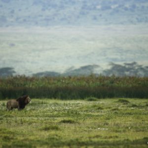 Crater Lion