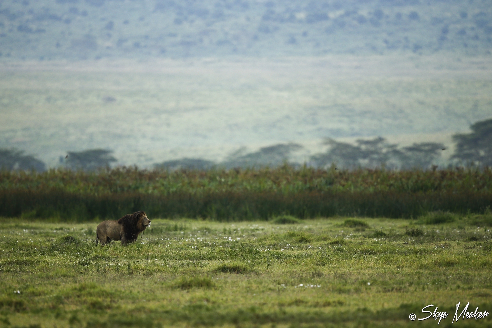Crater Lion