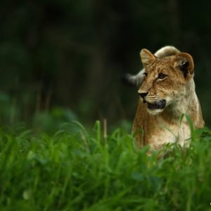 Curiosity the Cat