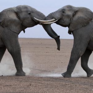 Dancing Elephant