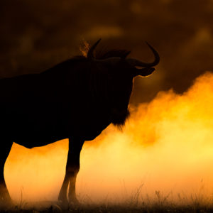 Dawn of the beast