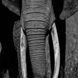 Elephant Tusks