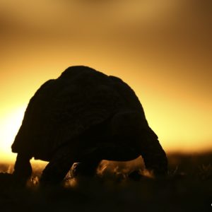 Fleeing from the sun