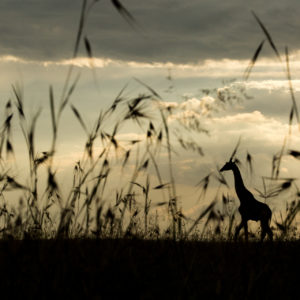 Giraffe in grass