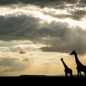 Giraffe Sunset