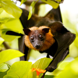 Island Bat