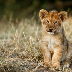 Kwando Cub