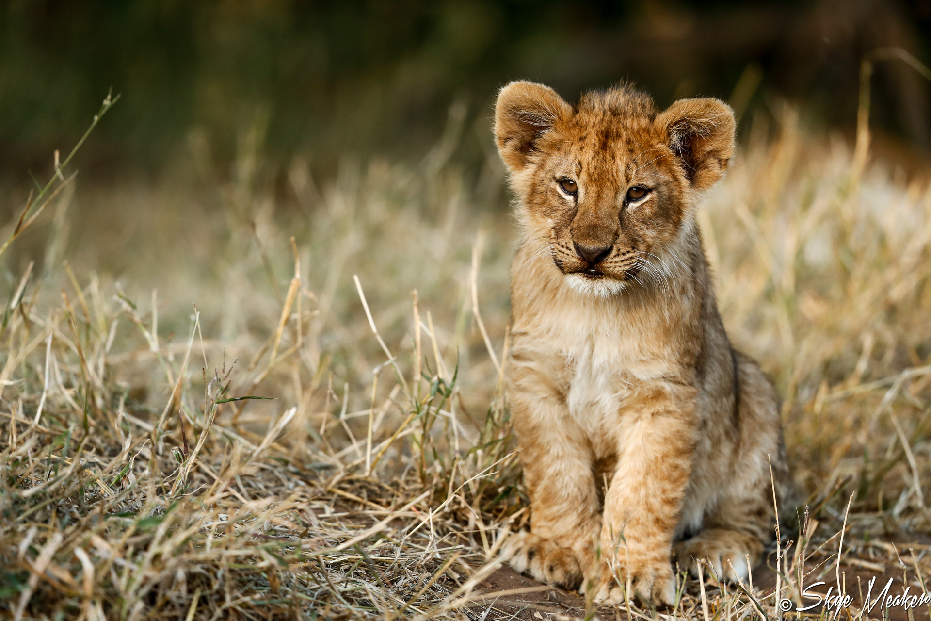 Kwando Cub