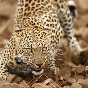Leopard Kill