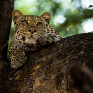 Leopard Gaze