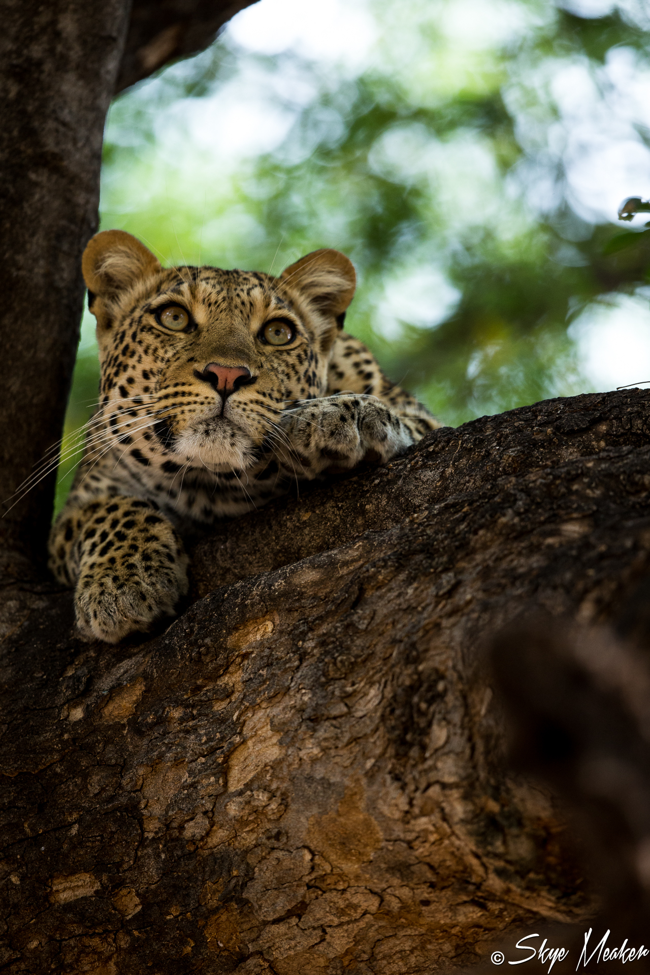 Leopard Gaze