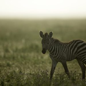 Lost in the Mist
