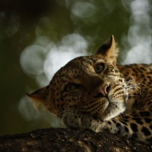 Lounging Leopard
