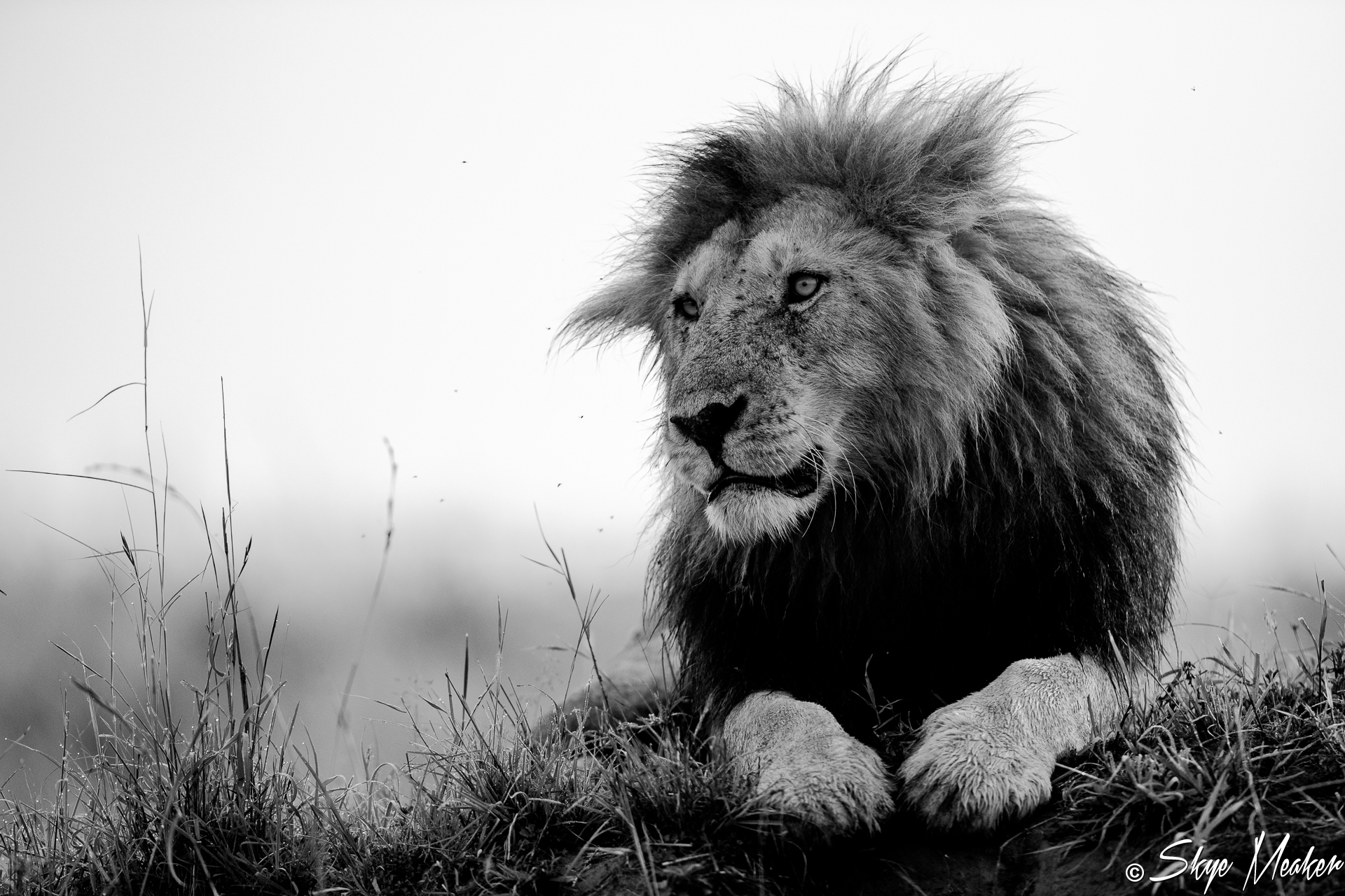 Male Lion BW
