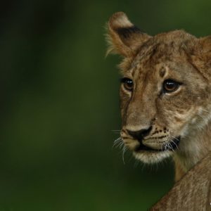Mashatu Lion Cubs