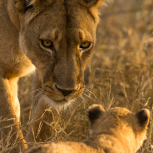 Mother and Cub