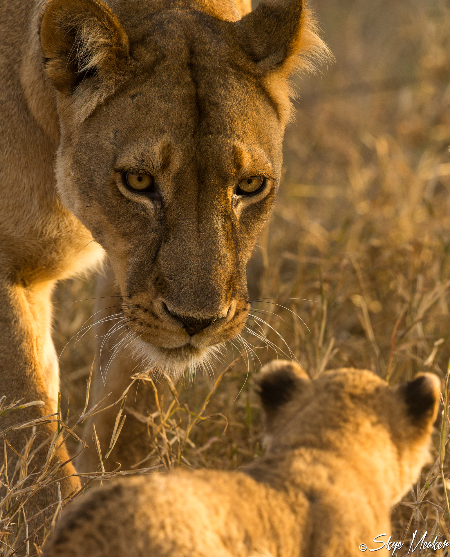 Mother and Cub