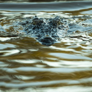 Patient Crocodile