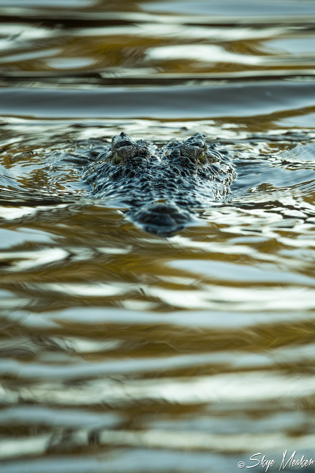Patient Crocodile