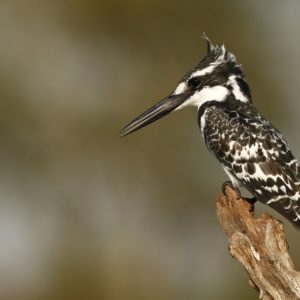 Pied Kingfisher