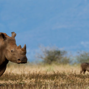 Rhino Warthog