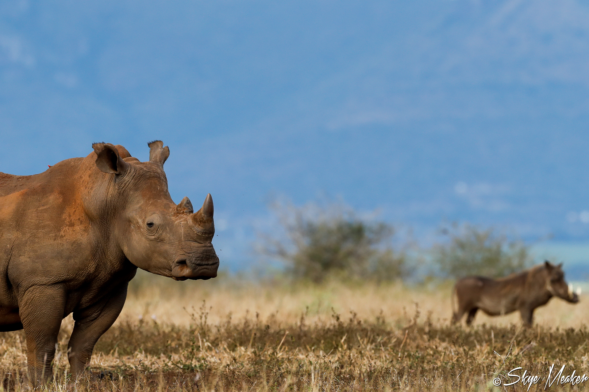 Rhino Warthog
