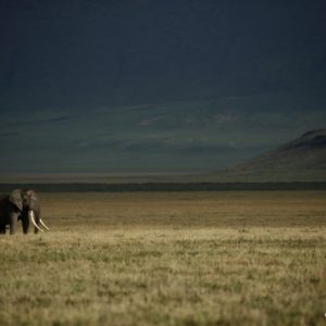 The Lone Wanderer