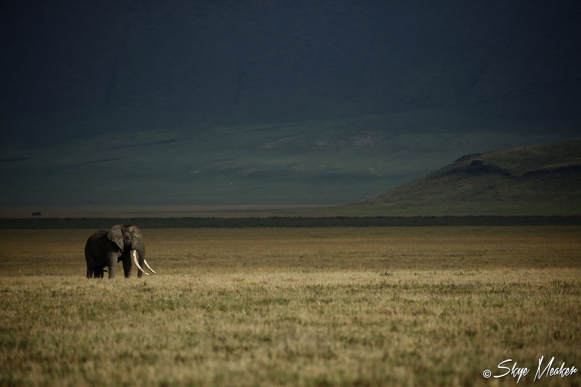 The Lone Wanderer