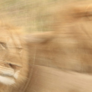 Vanishing Lion
