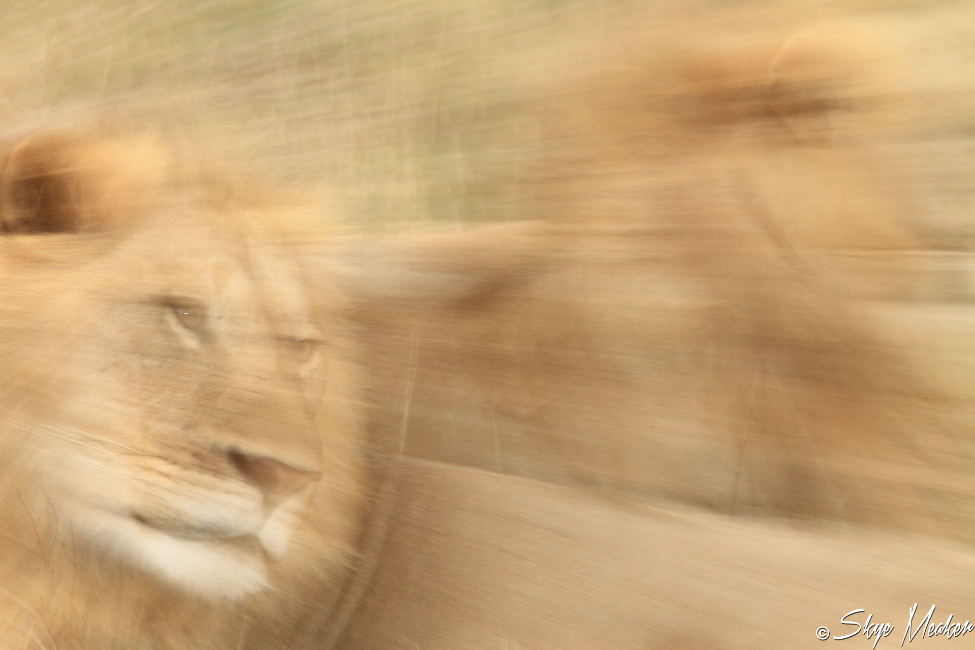 Vanishing Lion