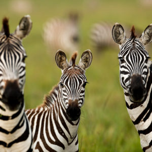 Zebra Trio