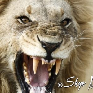 Snarl