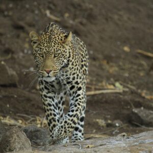 Walking Leopard