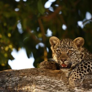 Young Cub